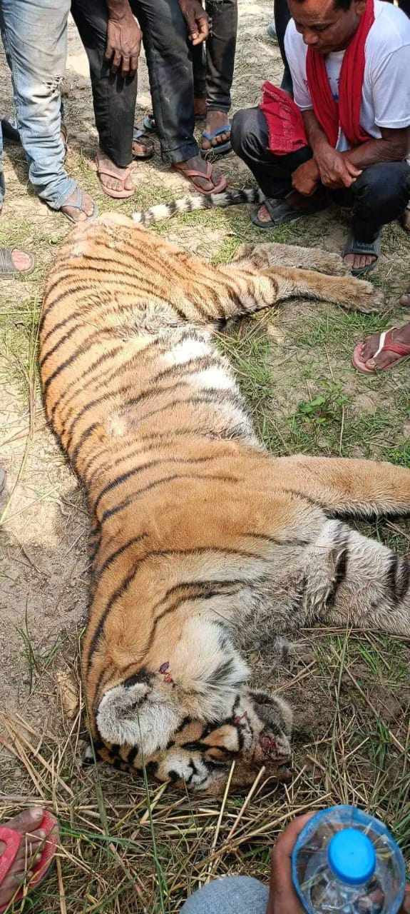 Tiger Death