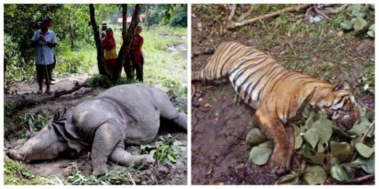 Chitwan National Park