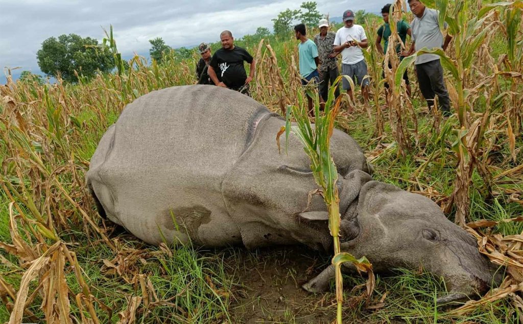 Rhino-Death-in-Chitwan-