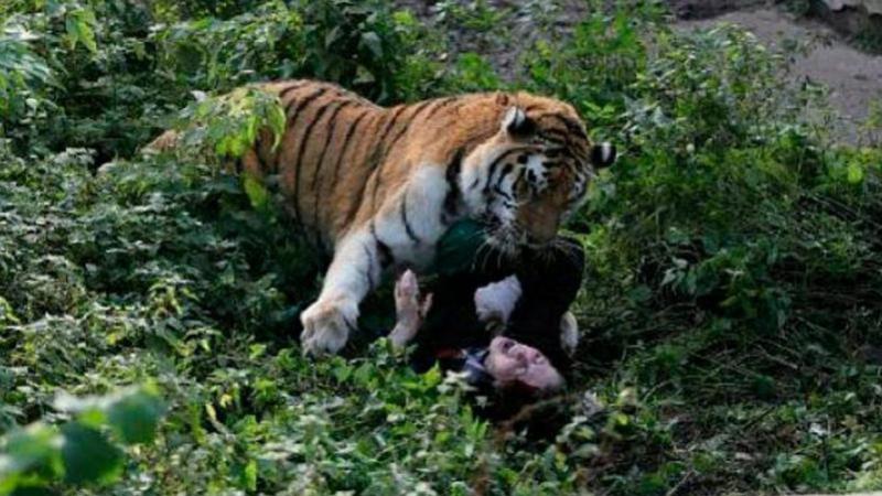Tiger Attack In Women