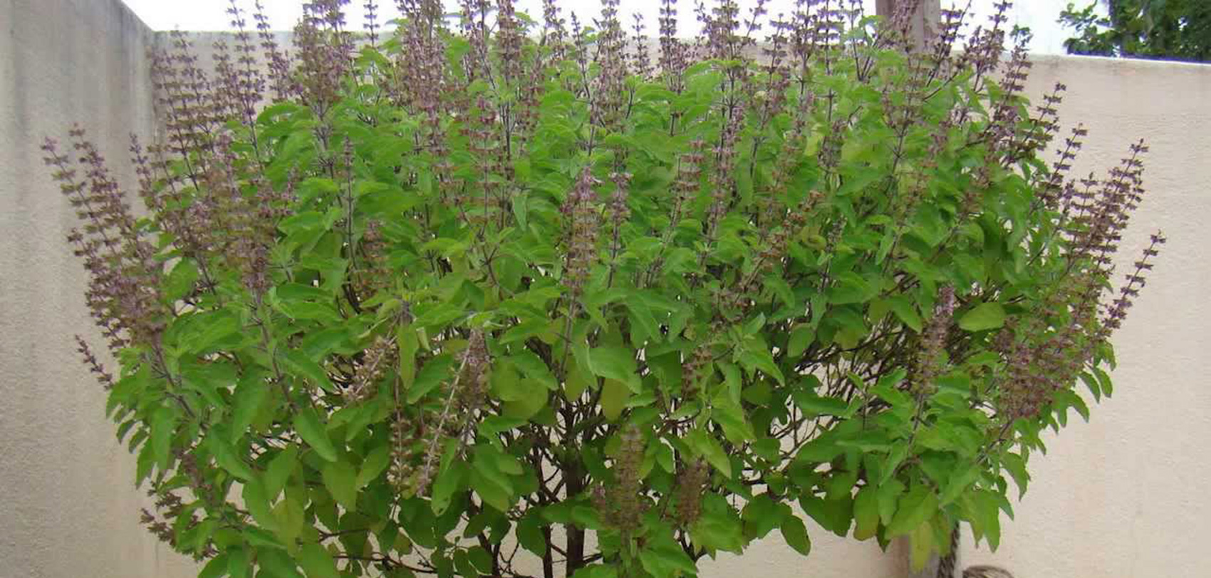 tulsi