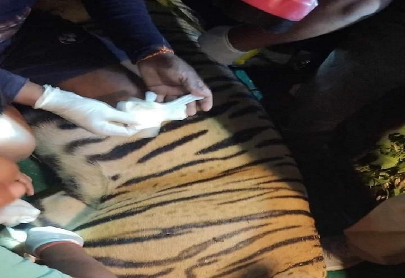 Tiger_Niyantrama