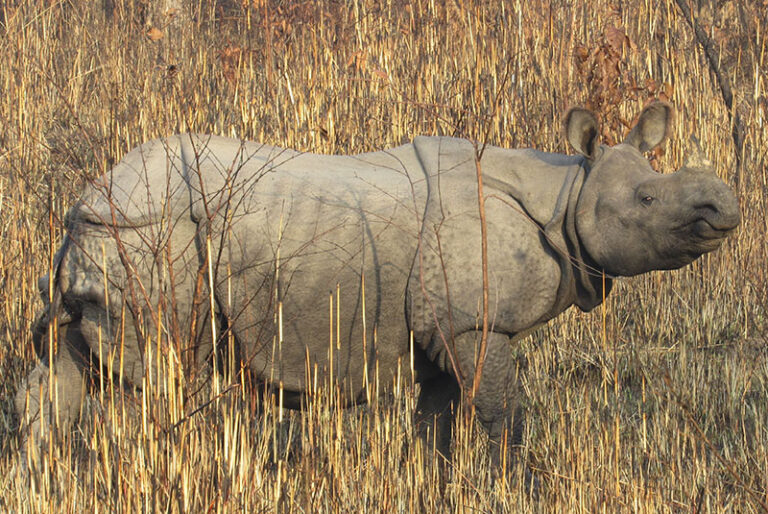 Rhino_Gaida
