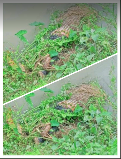 borgunj