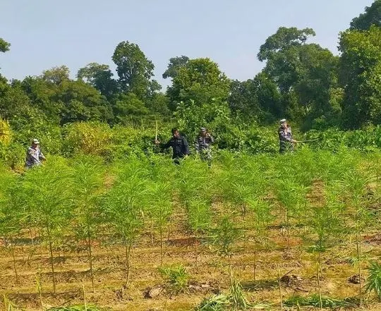gaja-kheti