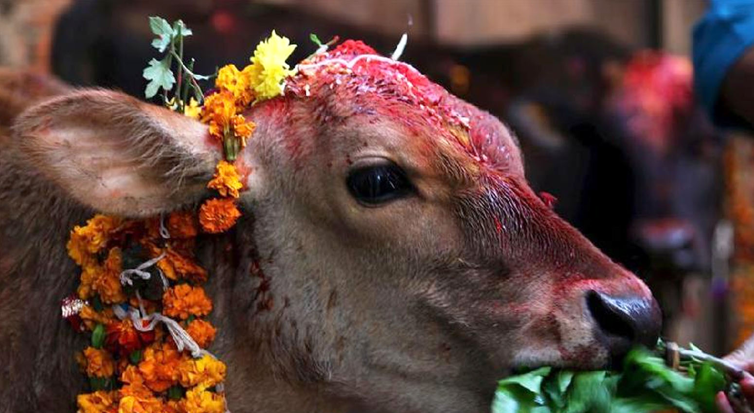 gai tihar