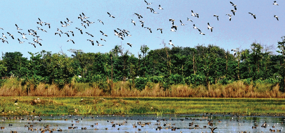 birds