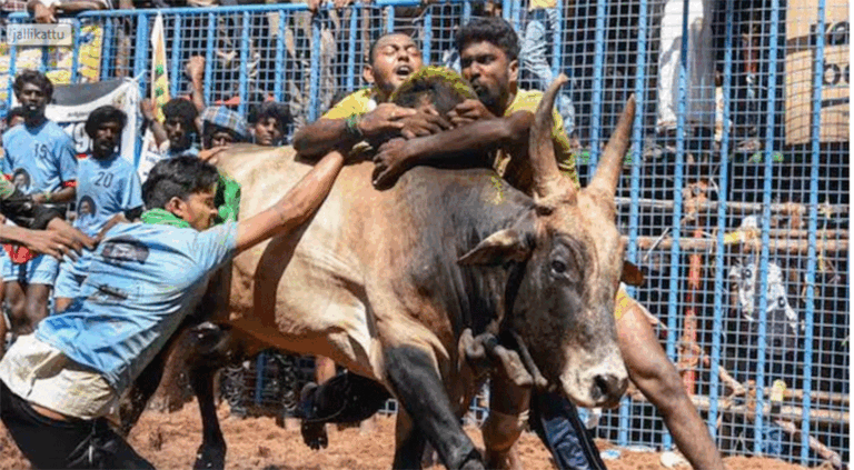 bull-fightt-indiA