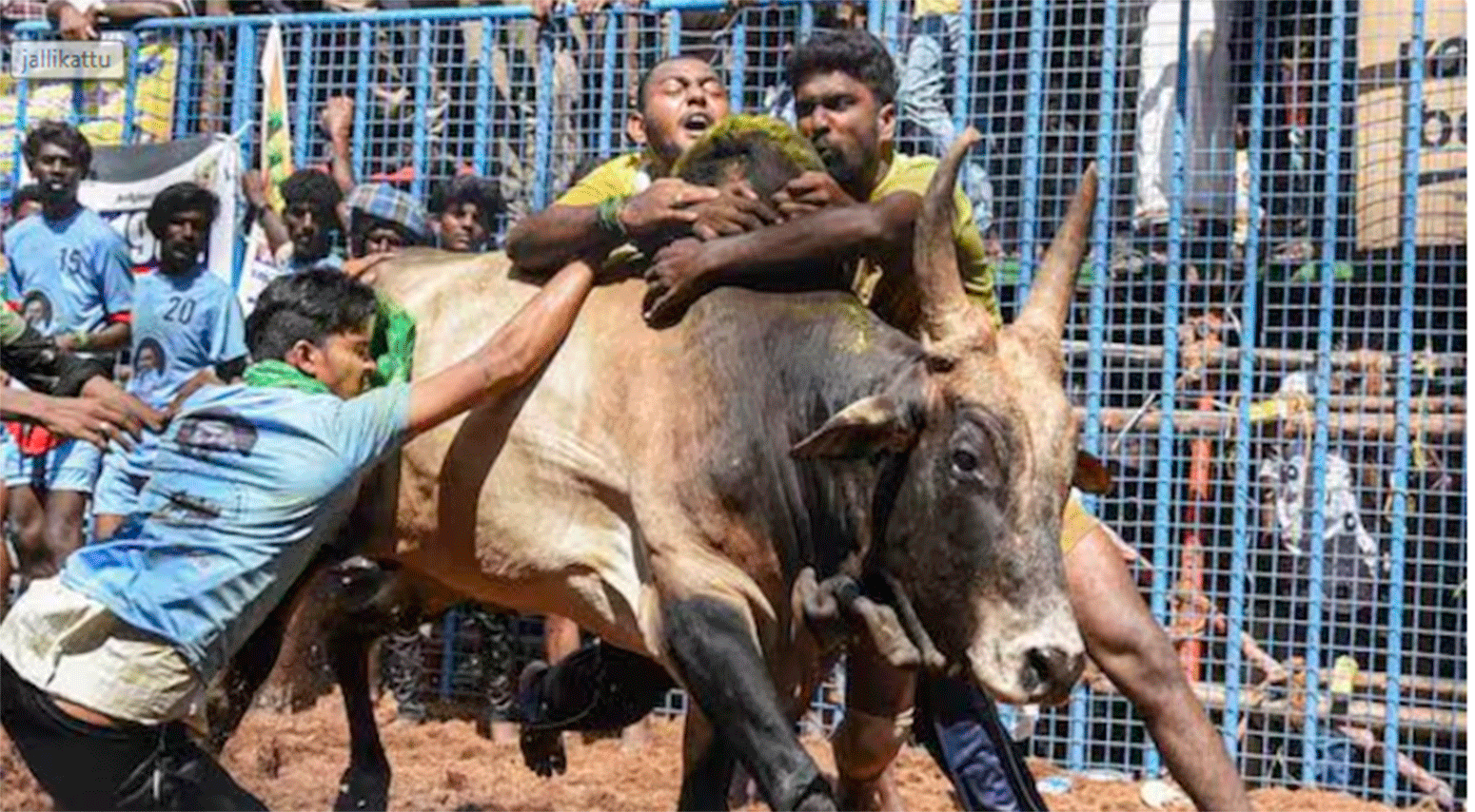 bull-fightt-indiA
