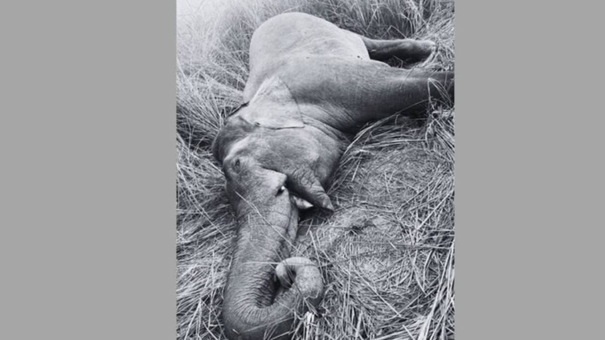 makuna hathi