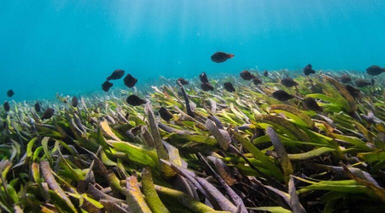 seagrass_in samundar