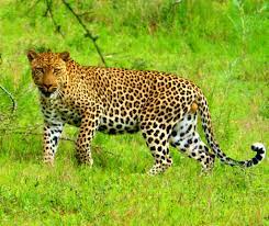 chituwa