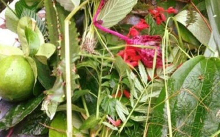 Saune-sakranti]