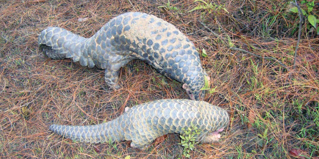Pangolin Action Plan 2018.indd