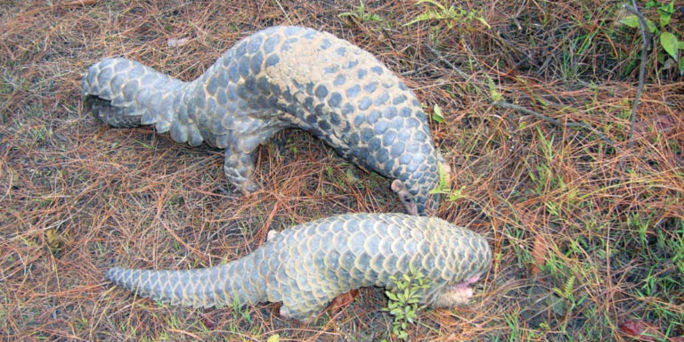 Pangolin Action Plan 2018.indd