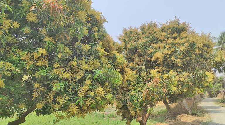 Mango in madhesh