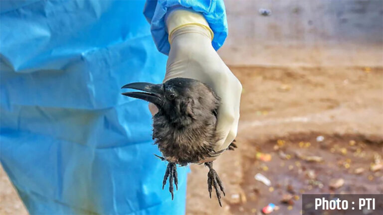 Birdflue-on-Crow-Photo-PTI