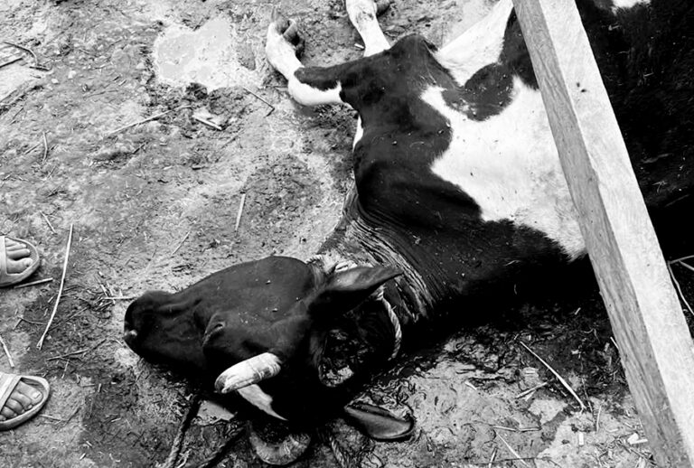 Cow-killed-in-Ilam