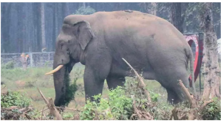 elephant