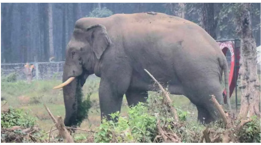 elephant