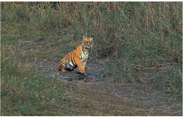 tiger