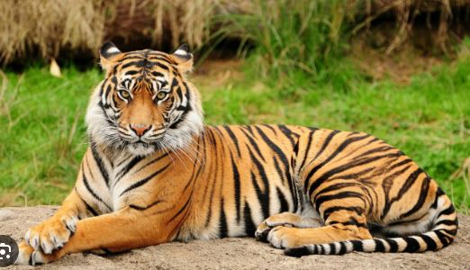 tiger